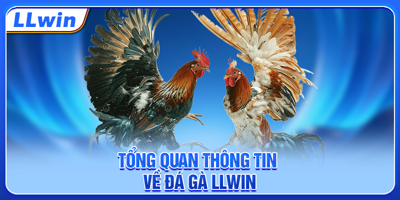 Tổng quan thông tin về đá gà LLWIN