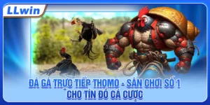 Đá Gà Trực Tiếp Thomo - Sân Chơi Số 1 Cho Tín Đồ Cá Cược