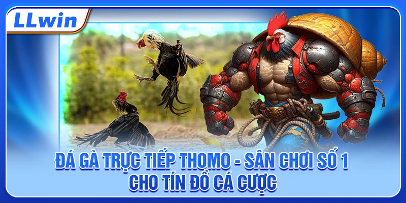 Đá Gà Trực Tiếp Thomo - Sân Chơi Số 1 Cho Tín Đồ Cá Cược